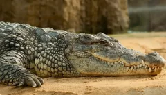 Atrakcje Agadiru: Kolejka Linowa, Crocopark i Słynne Kozy na Drzewach
