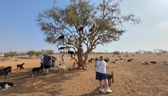 Wycieczka do Taroudant i Tiout z Agadiru