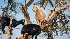 Wycieczka do Taroudant i Tiout z Agadiru