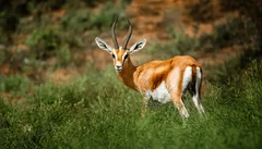 Park Narodowy Souss Massa — z Taghazout