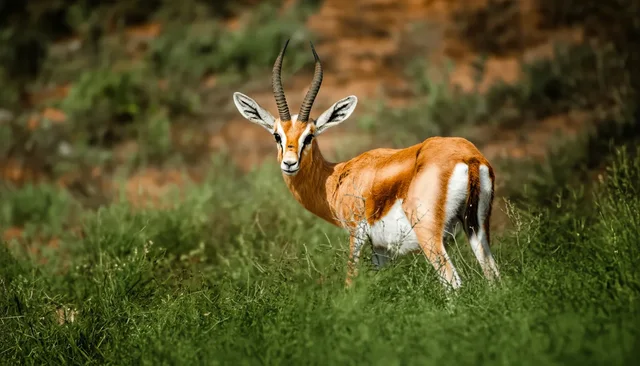 Souss Massa National Park from Agadir