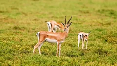 Safari z Agadiru: Souss Massa i Mała Sahara
