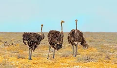 Safari z Agadiru: Souss Massa i Mała Sahara