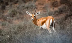 Safari z Agadiru: Souss Massa i Mała Sahara