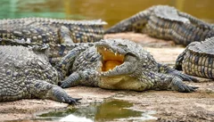 Wizyta w Crocoparc — z Taghazout