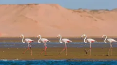 Safari jeepem na Małą Saharę z obiadem z Agadiru