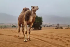 Safari jeepem na Małą Saharę z obiadem z Agadiru