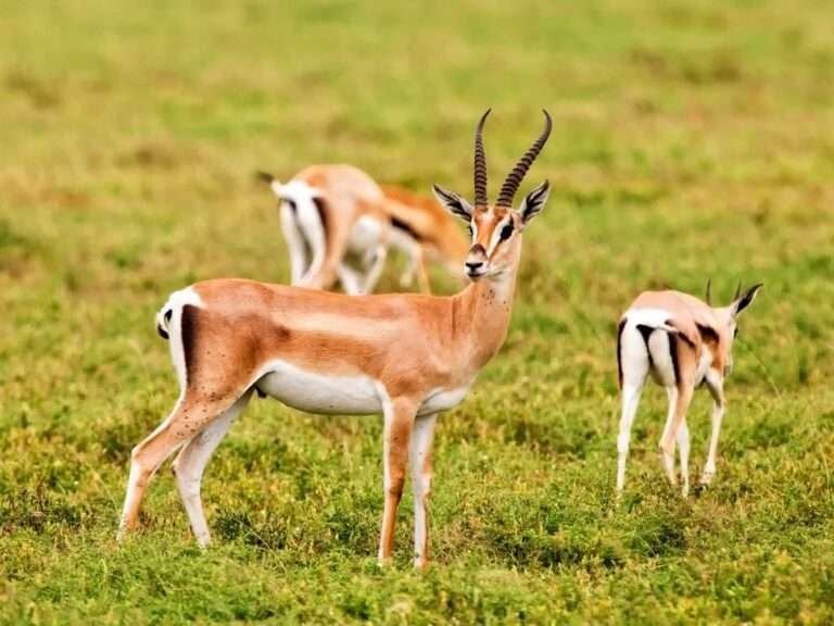 Parque Nacional Souss Massa