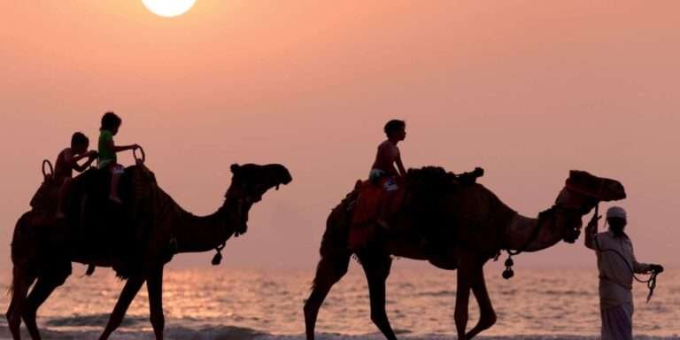 Camel ride in agadir