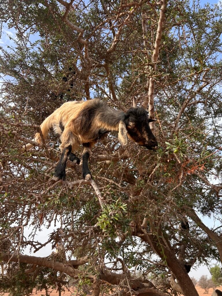 Tree Climbing Goats Agadir